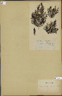 spécimen de Cystoseira abrotanifolia