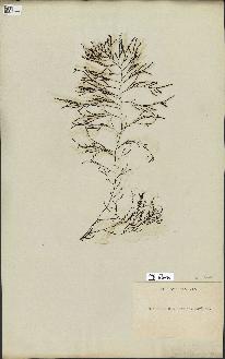 spécimen de Cystoseira abies