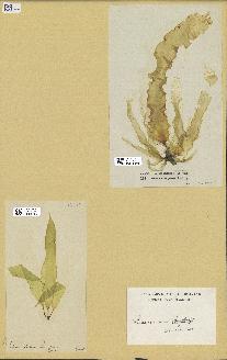 spécimen de Laminaria saccharina