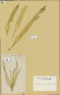 spécimen de Laminaria saccharina