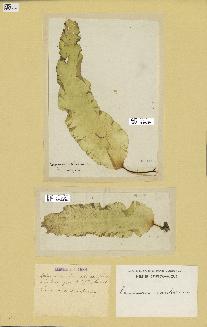 spécimen de Laminaria saccharina