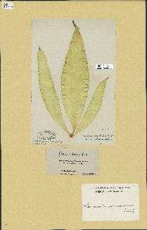 spécimen de Laminaria saccharina