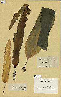 spécimen de Laminaria phyllitis