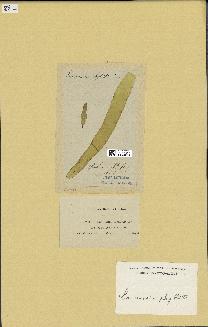 spécimen de Laminaria phyllitis