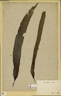 spécimen de Laminaria phyllitis