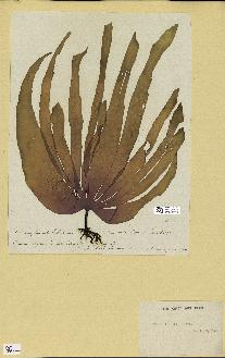 spécimen de Laminaria ochroleuca