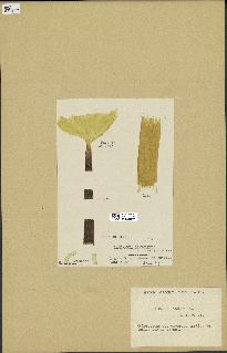 spécimen de Laminaria ochroleuca