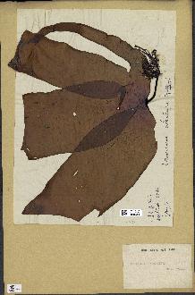 spécimen de Laminaria ochroleuca