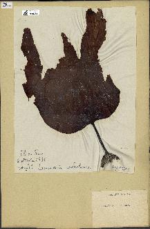 spécimen de Laminaria ochroleuca