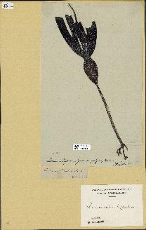 spécimen de Laminaria hyperborea