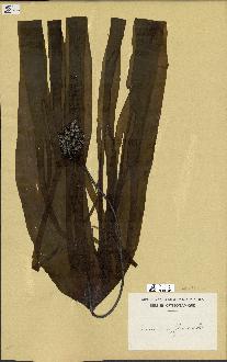 spécimen de Laminaria flexicaulis