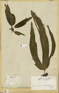 spécimen de Laminaria flexicaulis