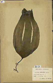 spécimen de Laminaria flexicaulis