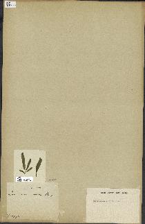 spécimen de Laminaria flexicaulis