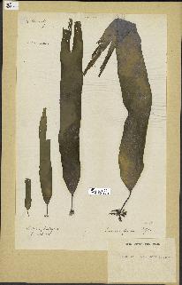 spécimen de Laminaria flexicaulis