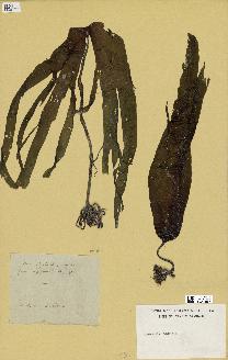 spécimen de Laminaria digitata