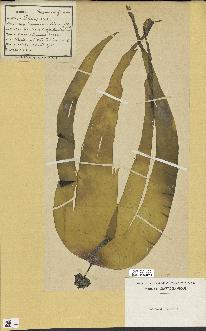 spécimen de Laminaria digitata