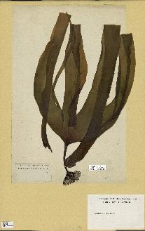 spécimen de Laminaria digitata
