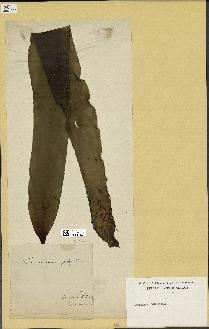 spécimen de Laminaria digitata