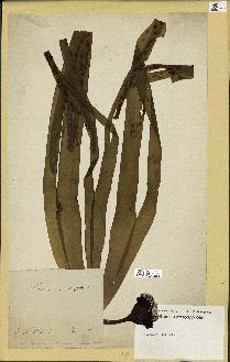 spécimen de Laminaria digitata