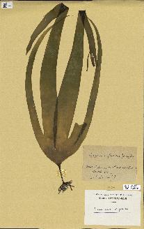spécimen de Laminaria digitata