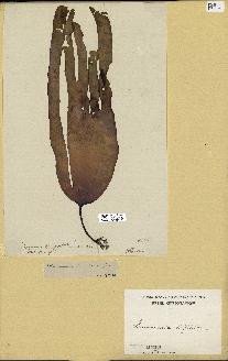 spécimen de Laminaria digitata