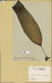 spécimen de Laminaria digitata