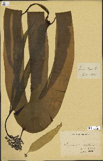 spécimen de Laminaria digitata