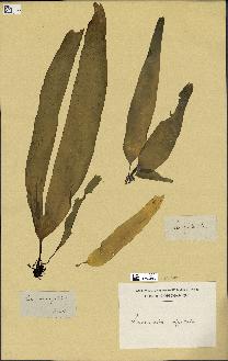 spécimen de Laminaria digitata