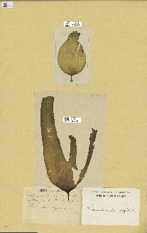 spécimen de Laminaria digitata