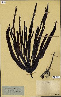 spécimen de Laminaria digitata