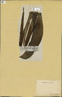 spécimen de Laminaria digitata