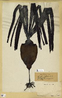 spécimen de Laminaria digitata