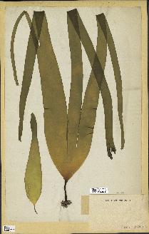 spécimen de Laminaria digitata