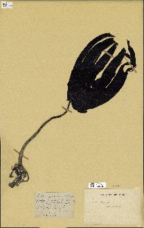 spécimen de Laminaria digitata