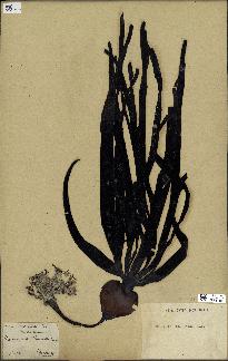 spécimen de Laminaria cloustonii