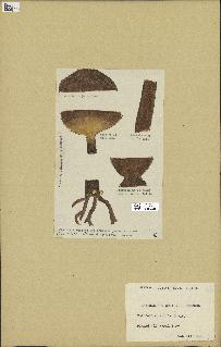 spécimen de Laminaria cloustonii