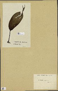 spécimen de Laminaria cloustonii