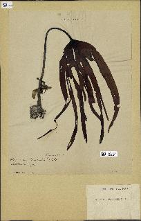 spécimen de Laminaria cloustonii