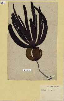 spécimen de Laminaria cloustonii
