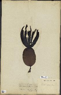 spécimen de Laminaria cloustonii