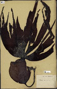 spécimen de Laminaria cloustonii