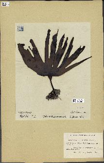 spécimen de Laminaria cloustonii