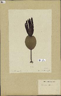 spécimen de Laminaria cloustonii
