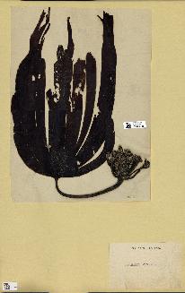spécimen de Laminaria cloustonii