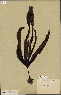 spécimen de Laminaria cloustonii