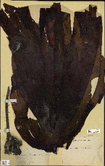 spécimen de Laminaria cloustonii
