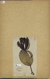 spécimen de Laminaria cloustonii