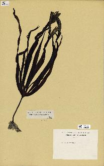 spécimen de Laminaria cloustonii