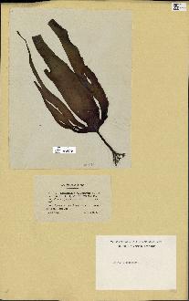 spécimen de Laminaria cloustonii